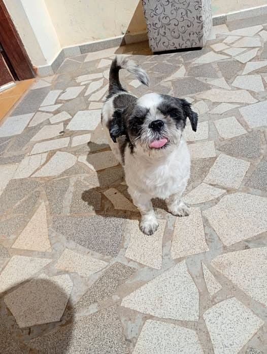 🔴 Animal Perdido — Cachorrinho perdido