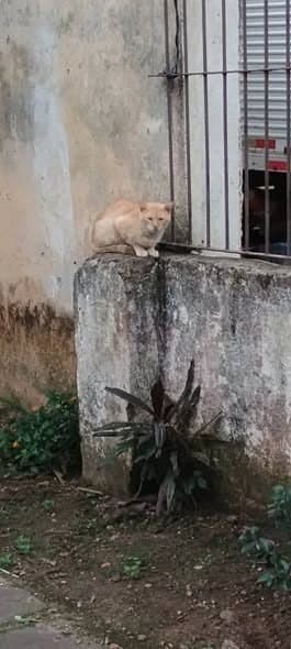 🟠 Caso de Abandono — Gatos abandonados
