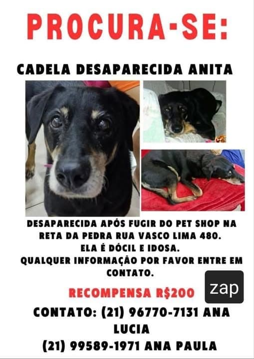 🔴 Animal Perdido — Anitta