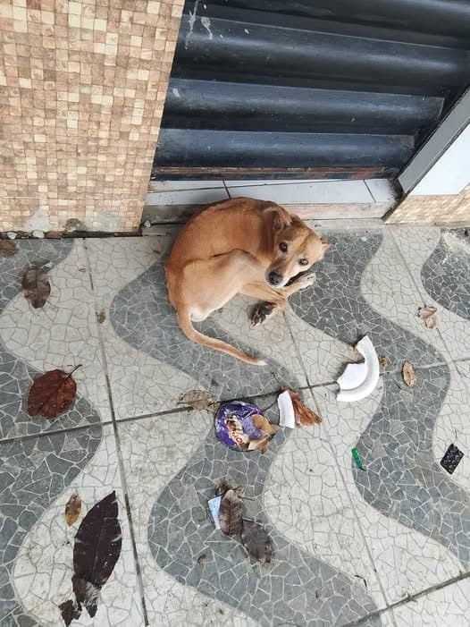 🟠 Caso de Abandono — Cachorrinho abandonado