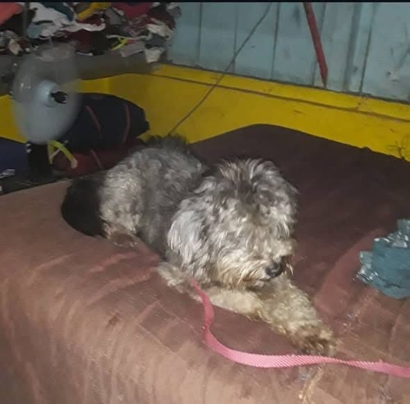 🔴 Animal Perdido — Samy