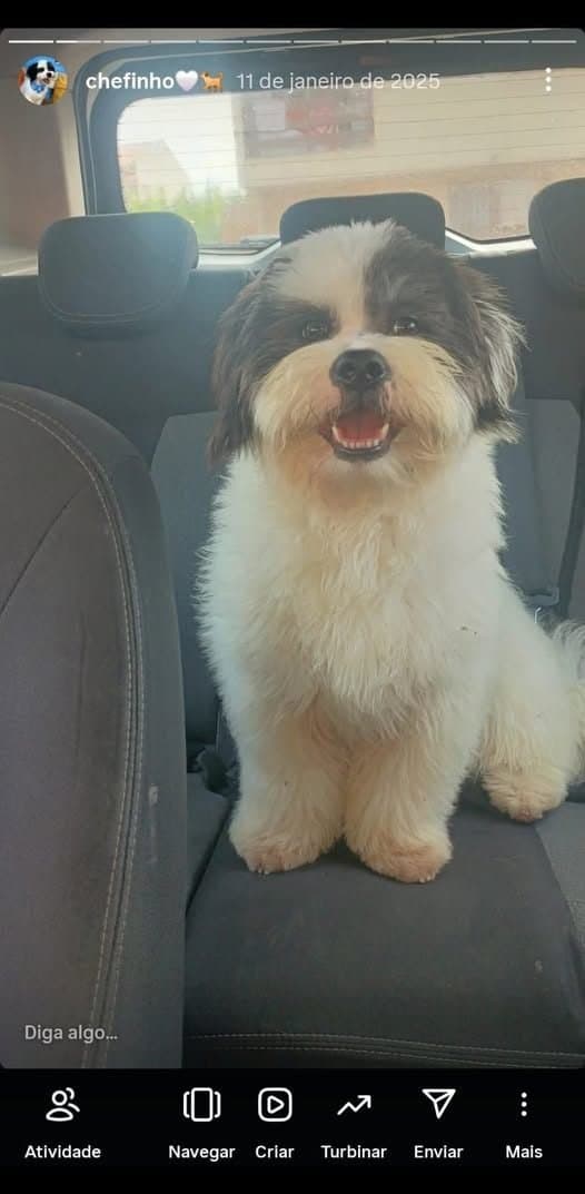 🔴 Animal Perdido — CHEFINHO/CALANGUINHO