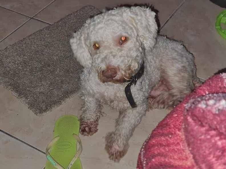 🔴 Animal Perdido — Billy