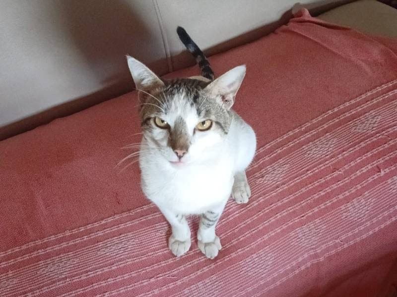 🔴 Animal Perdido — Lino