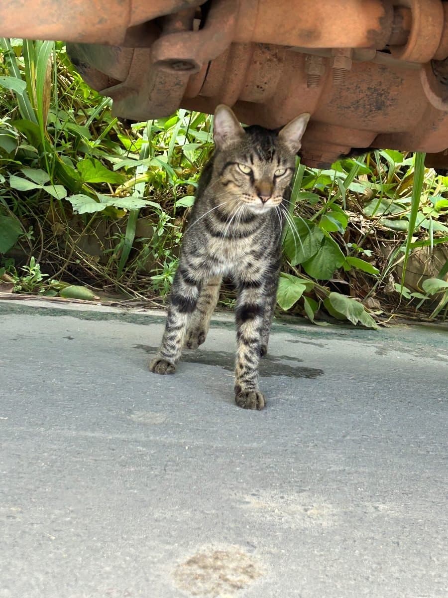 🟠 Caso de Abandono — Gato Rajado
