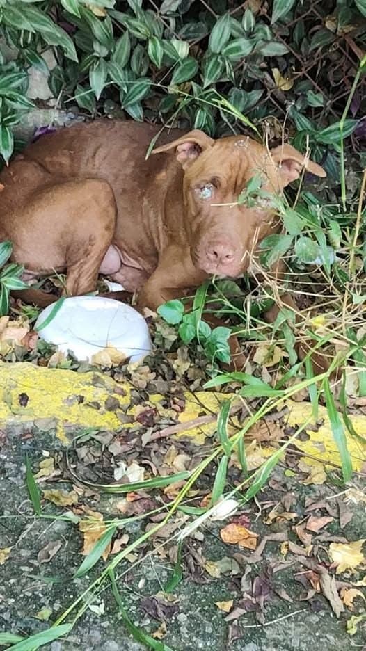 🟠 Caso de Abandono — Pitbull precisa de ajuda (Urgente)