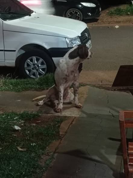 🟠 Caso de Abandono — Cachorro abandonado