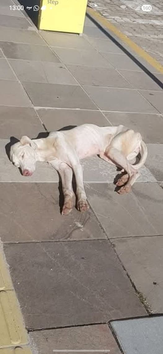 🟠 Caso de Abandono — Cachorro Abandonado