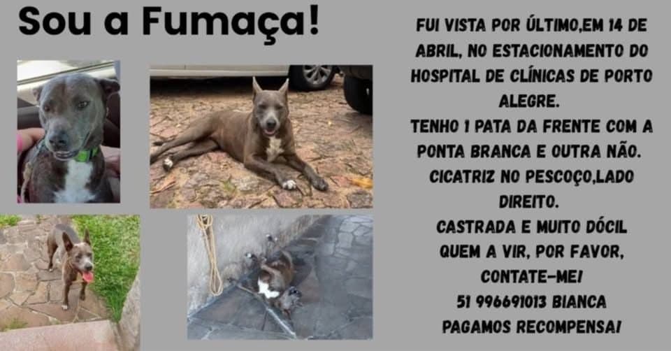 🔴 Animal Perdido — Fumaça
