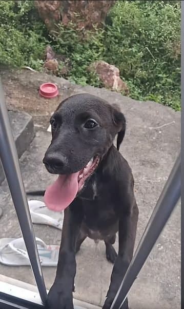 🟠 Caso de Abandono — Abandonado