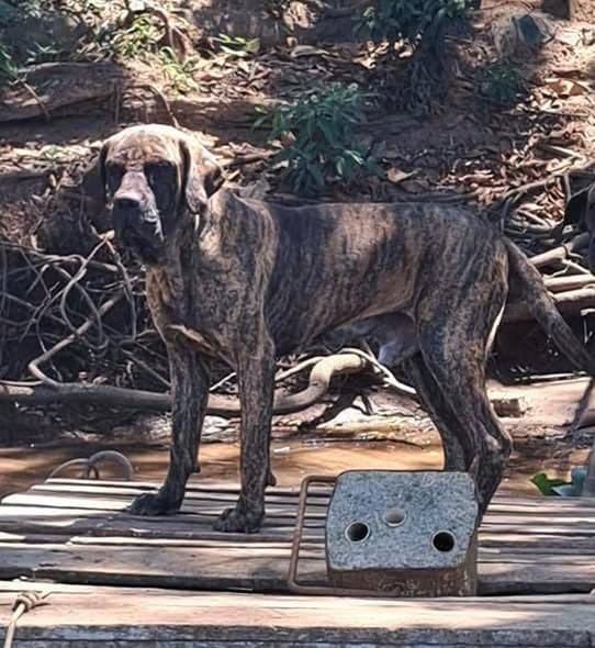 🔴 Animal Perdido — Tupã
