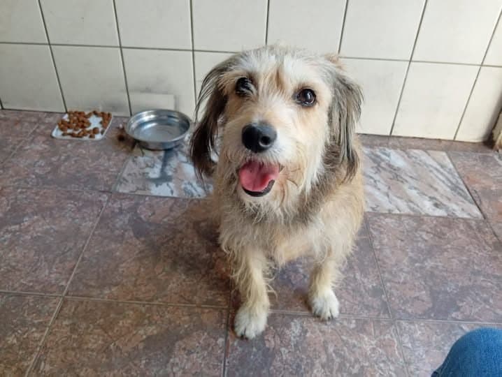 🟠 Caso de Abandono — Cachorrinha abandonada