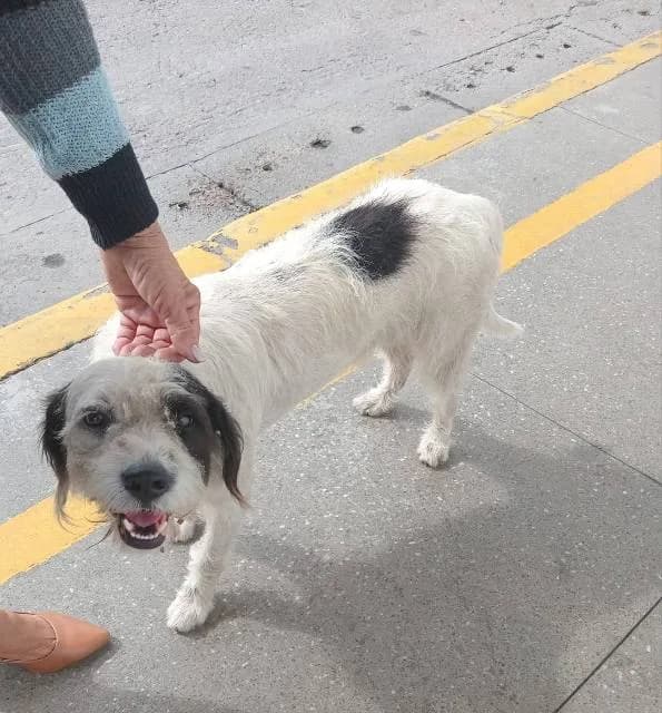 🔴 Animal Perdido — Ele precisa de um lar