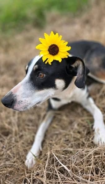🟢 Animal para Adoção — Adoação dessa linda