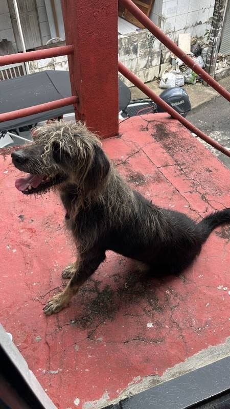 🟠 Caso de Abandono — Cachorrinho abandonado em Flores