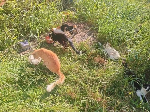 🟠 Caso de Abandono — Gatos abandonados