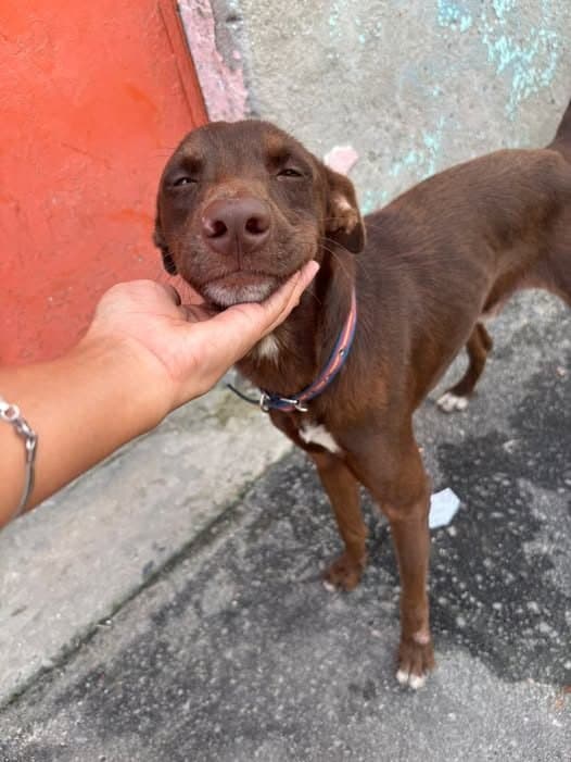 🟠 Caso de Abandono — Cachorro abandonado