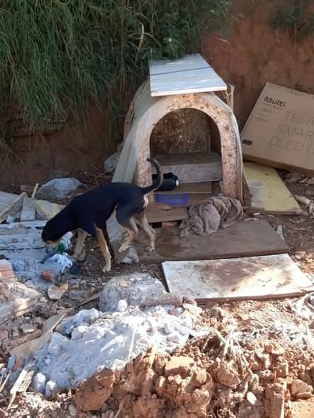 🟠 Caso de Abandono — Cachorrinho abandonado