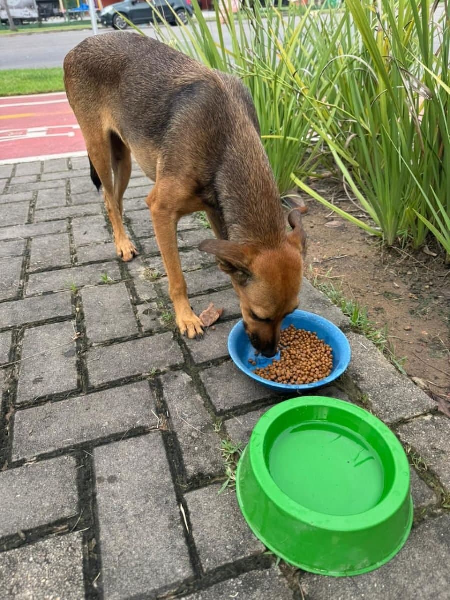 ✅ Animal Resgatado — Cachorrinha abandonada