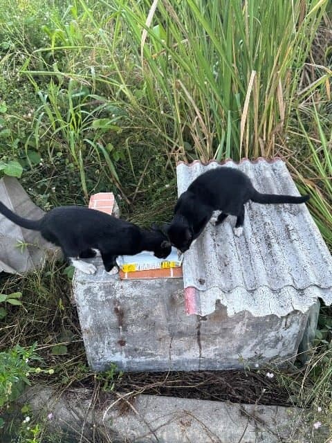 ✅ Animal Resgatado — Frajolinhas lindos