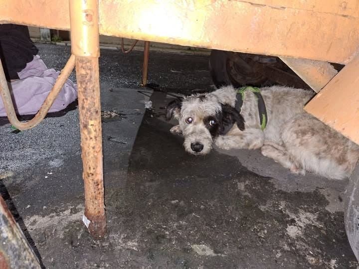 🟠 Caso de Abandono — Cachorro abandonado