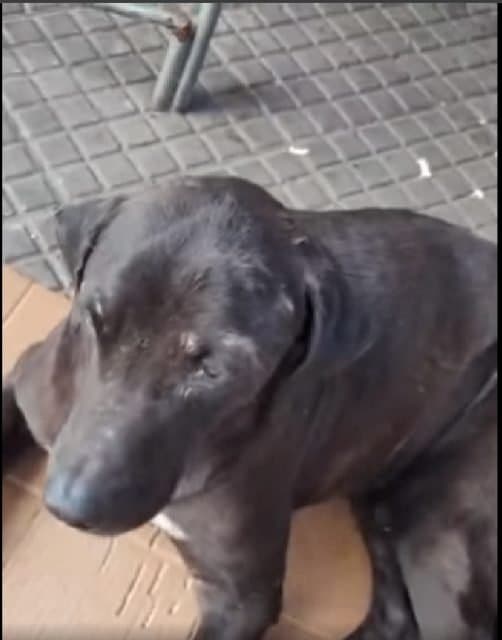 🟠 Caso de Abandono — Cachorro idoso abandonado