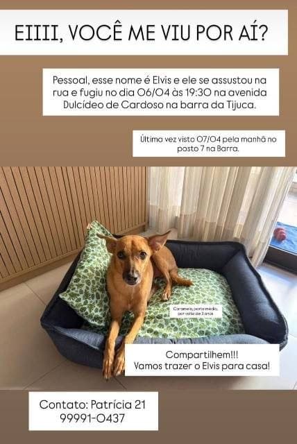 🔴 Animal Perdido — Caramelo Elvis