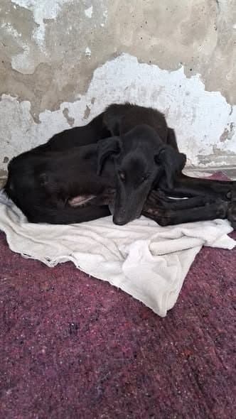 🔴 Animal Perdido — Ela precisa de ajuda