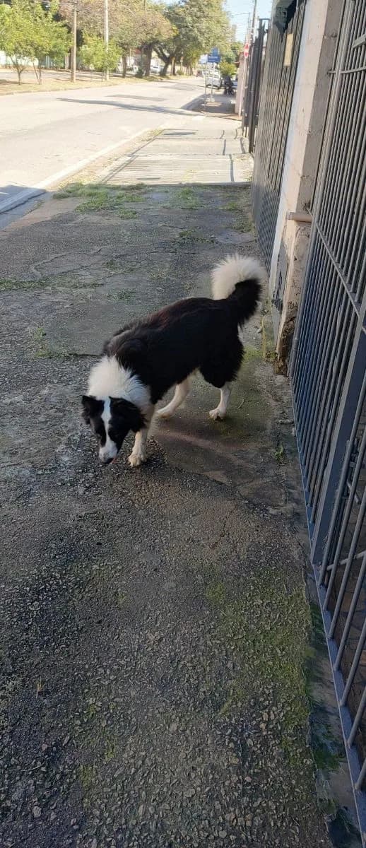 🟠 Caso de Abandono — Cachorro abandonado ou perdido