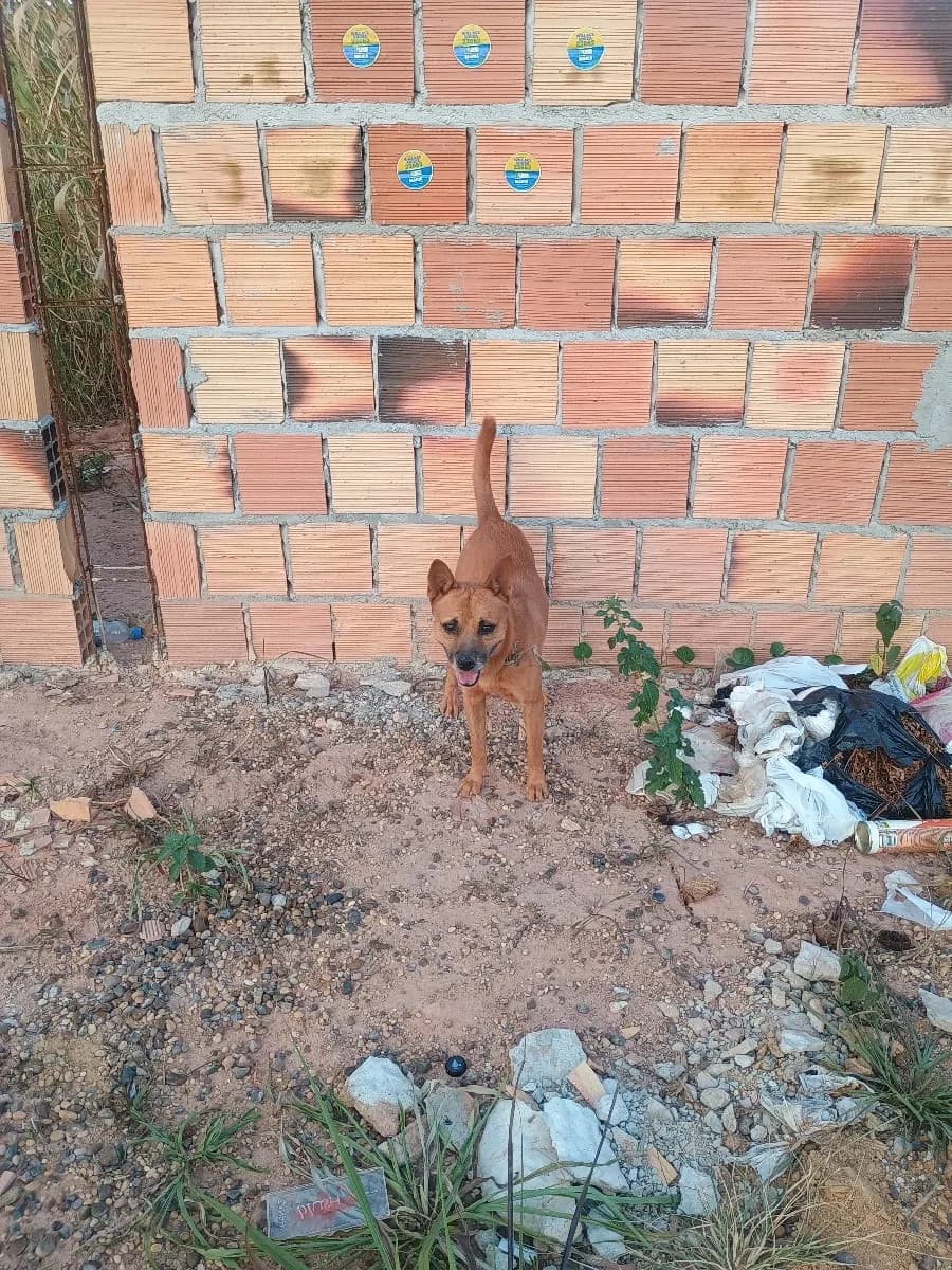 🟠 Caso de Abandono — Cachorro com coleira abandonado