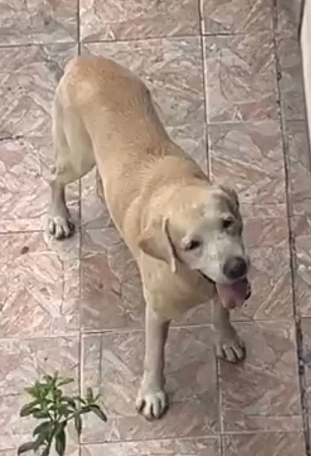 Foto de Abandono — Cachorro da raça labrador sem coleira em Manaus, AM