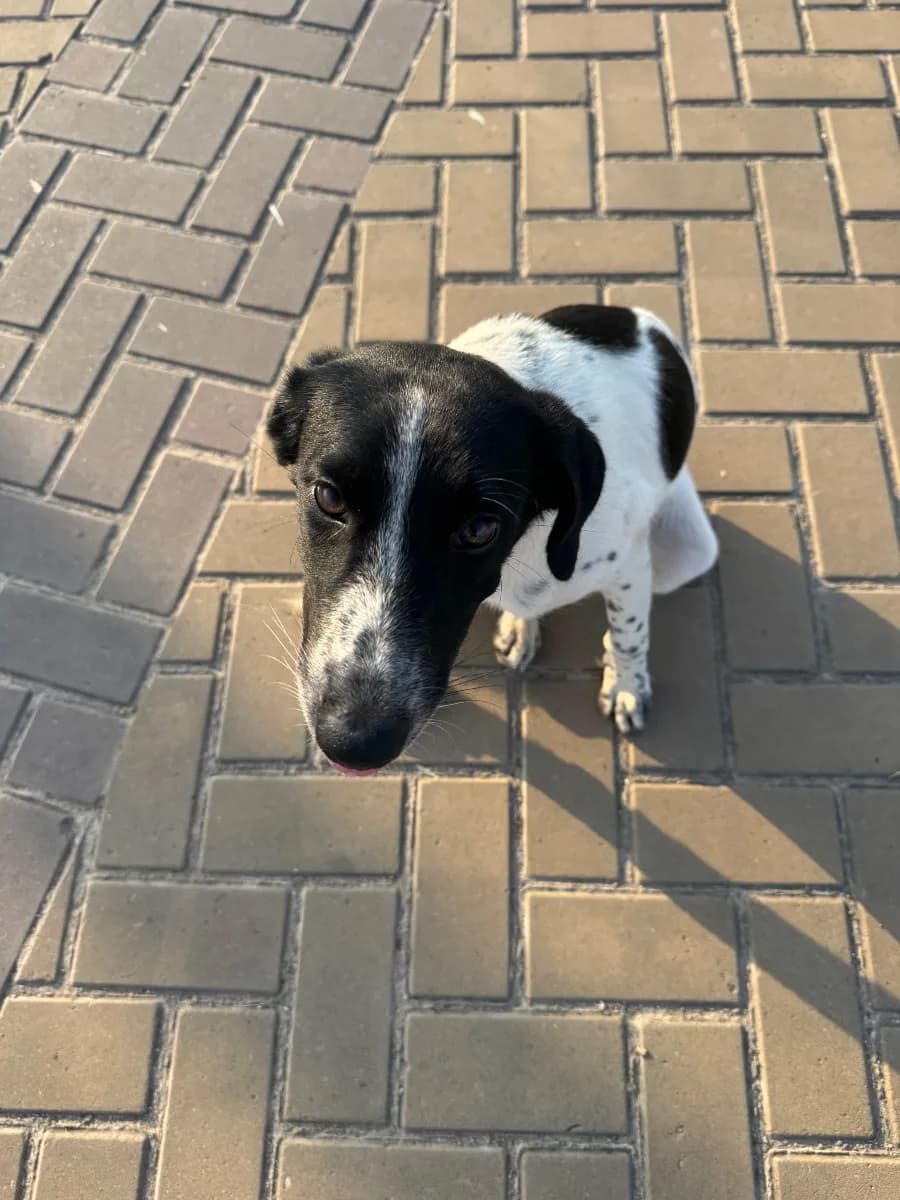 🟠 Caso de Abandono — Cachorro filhote abandonado no Parque Mosaico