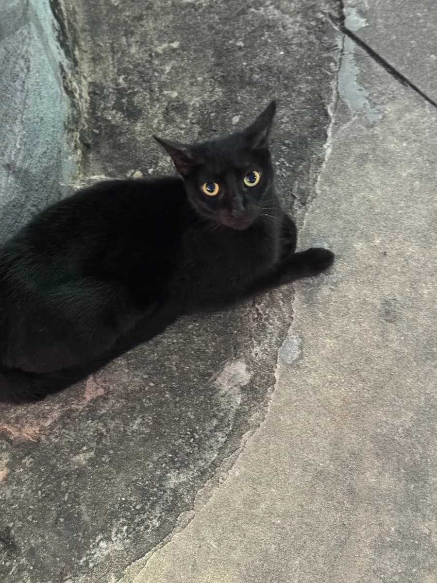 🟠 Caso de Abandono — Gatinho(a) abandonado(a) ou perdido(a)