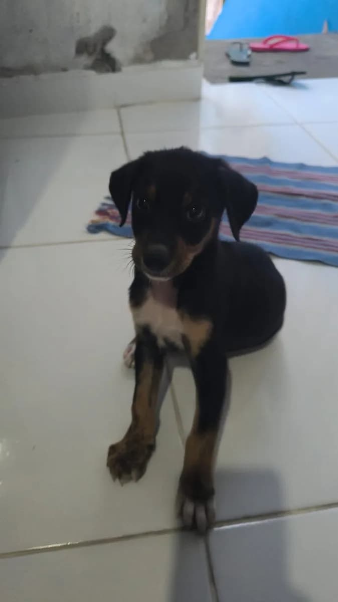 🟢 Animal para Adoção — Filhote lindo procurando um lar