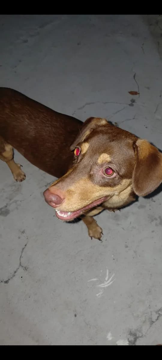 Foto de Adoção — Mistura de Salsicha e porte médio em Manaus, AM