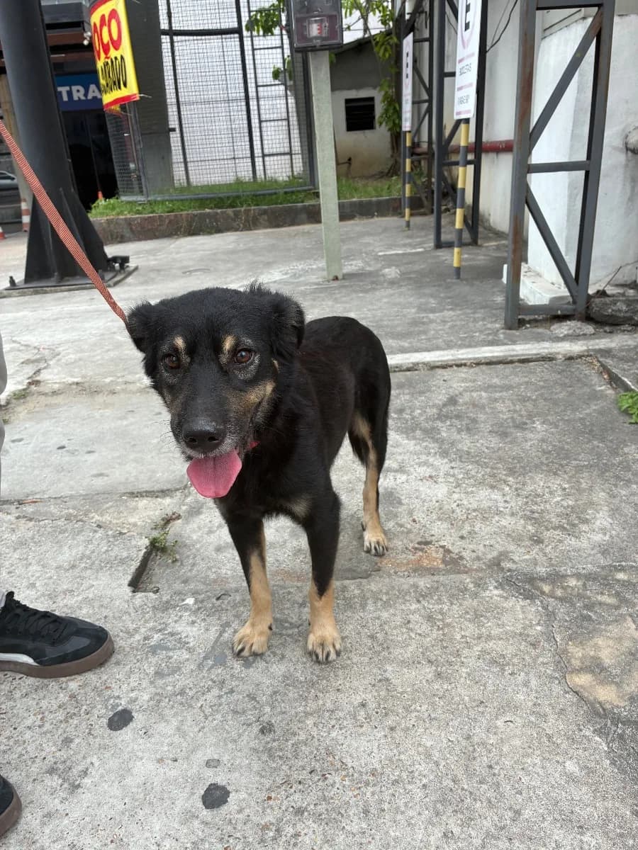 Foto de Resgatado — Cachorro preto com coleira vermelha em Manaus, AM