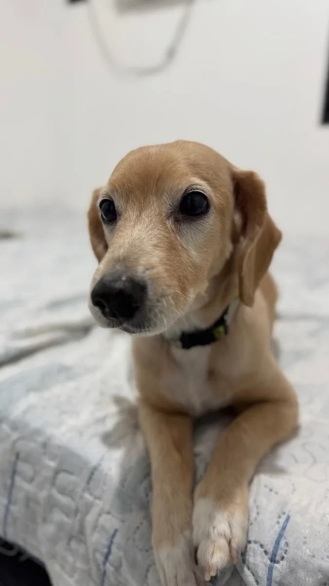 Foto de Encontrado — Cachorro bege médio em Manaus, AM