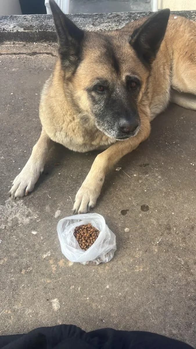 Foto de Perdido — CACHORRO FEMEA, PASTOR ALEMAO COM COLEIRA em Goiânia, GO