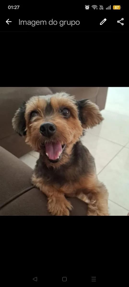 Foto de Perdido — Cachorro fugiu de casa sem eu ver quando sair de casa em Manaus, AM