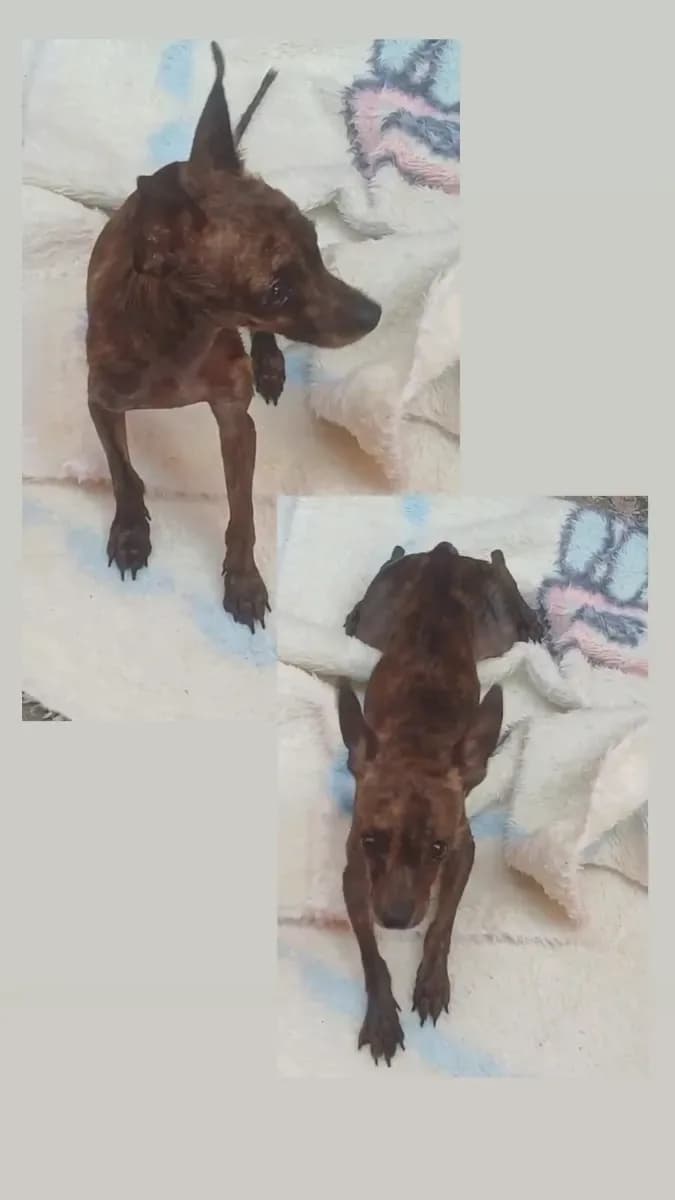 🔴 Animal Perdido — Pincher marrom macho