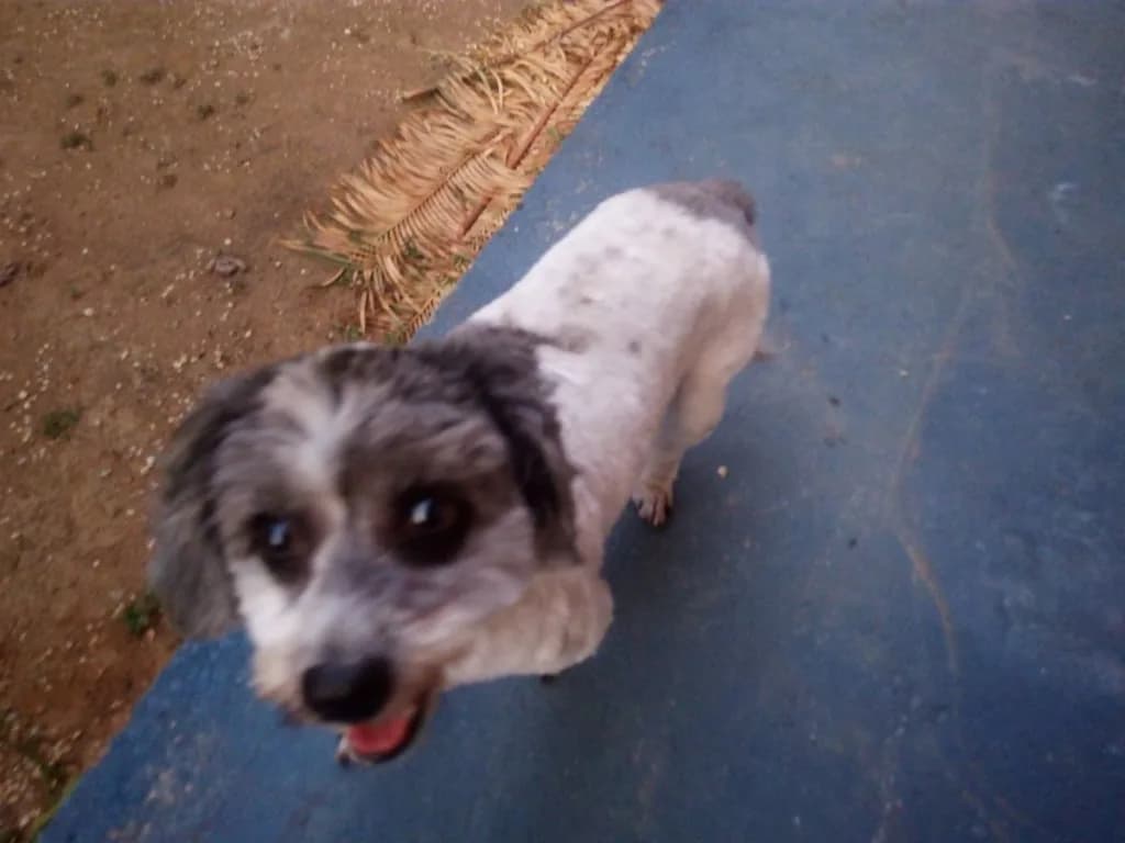🔴 Animal Perdido — Poodle 🐩 fugiu próximo a padaria do conjunto Jardim Friburgo Tarumã