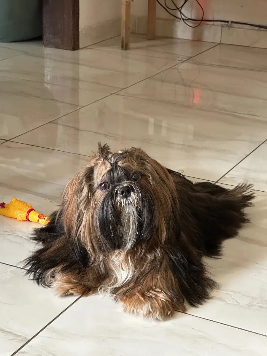 🔴 Animal Perdido — Procura-se Shitzu, perdido nas redondezas do Jardim Cruzeiro