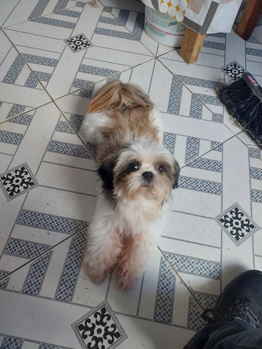 🔴 Animal Perdido — Shih tzu sem coleira