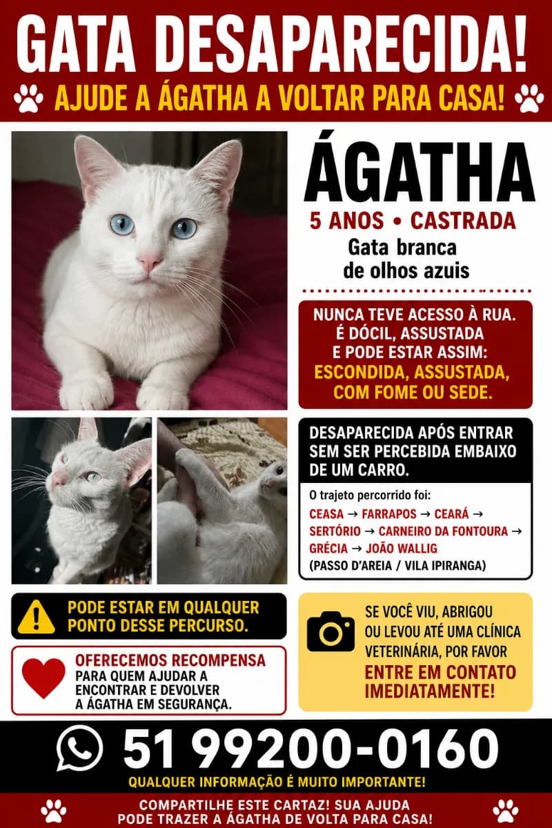 🔴 Animal Perdido — GATA BRANCA PERDIDA EM PORTO ALEGRE