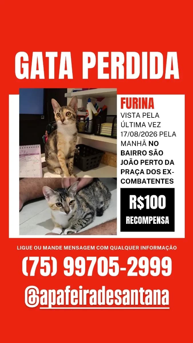 🔴 Animal Perdido — GATA DE 3 CORES PERDIDA