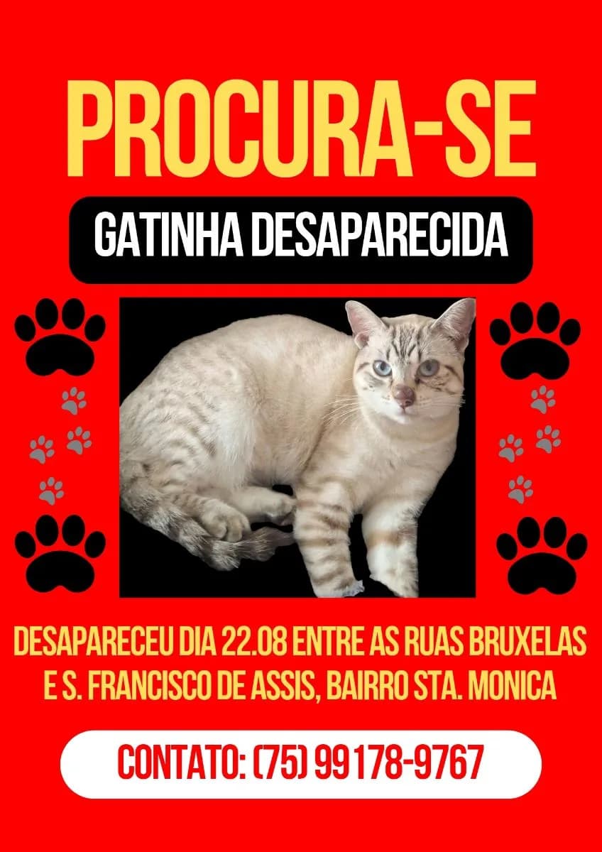 🔴 Animal Perdido — Gata Perdida
