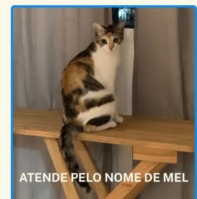 🔴 Animal Perdido — Gatinha desaparecida no novo Aleixo