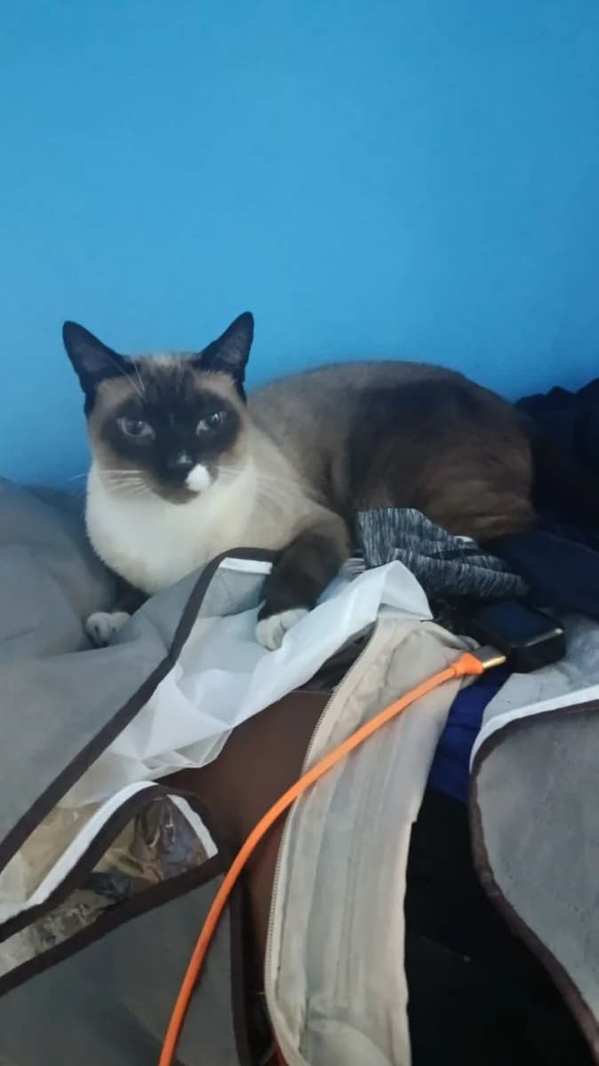 🔴 Animal Perdido — 🚨Gato desaparecido/monte Sião🚨