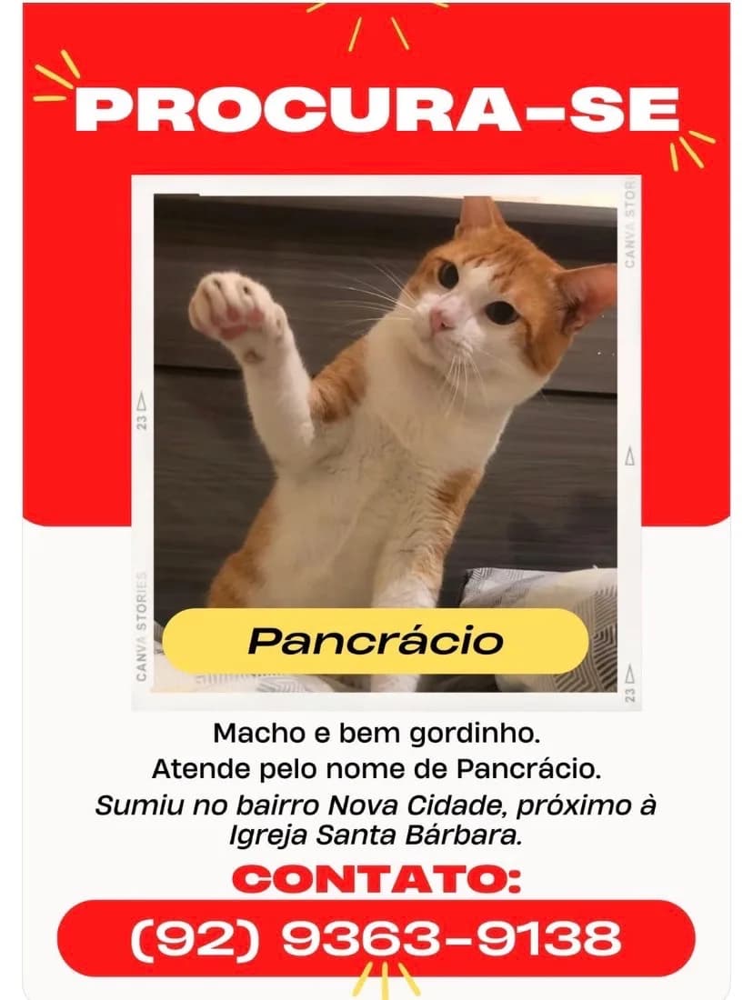 🔴 Animal Perdido — Gato Laranja com a barriga branca