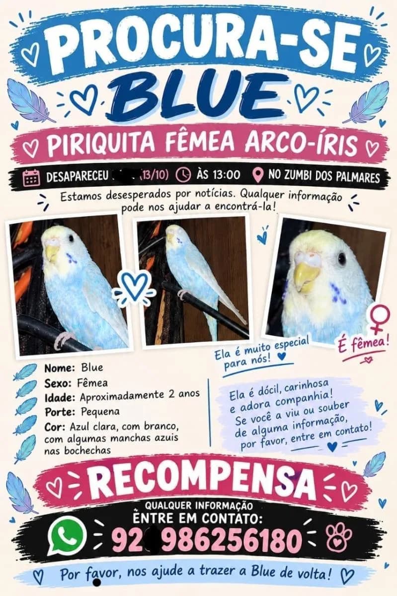 Foto de Perdido — Periquito Australiano em Manaus, AM